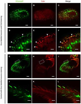 The Drosophila melanogaster Na+/Ca2+ Exchanger CALX Controls the Ca2+ Level in Olfactory Sensory Neurons at Rest and After Odorant Receptor Activation